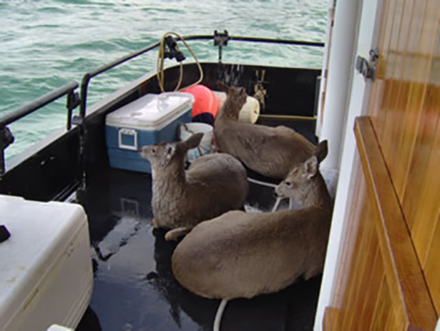 Whale Watcher Stumbles Across Something Out of the Ordinary