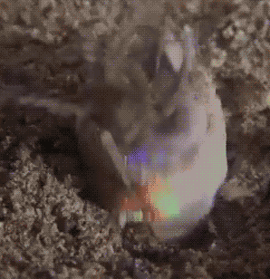 The Bobbit Worm Is One Creepy Creature