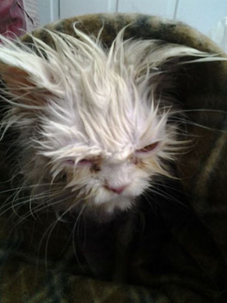 Neglected Cat Makes a Full Recovery