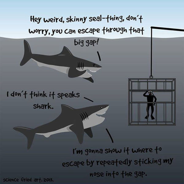 All about Sharks!