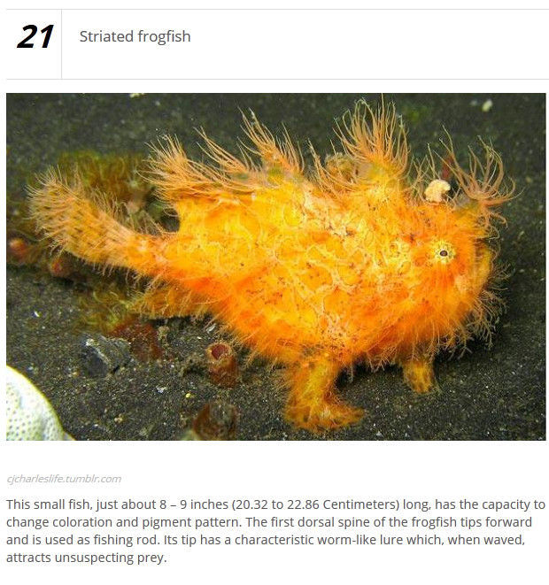 Strange Animals That Exist in Real Life