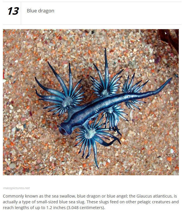 Strange Animals That Exist in Real Life