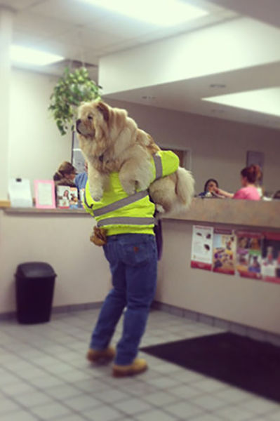 Pets Really Don’t Enjoy Visits to the Vet