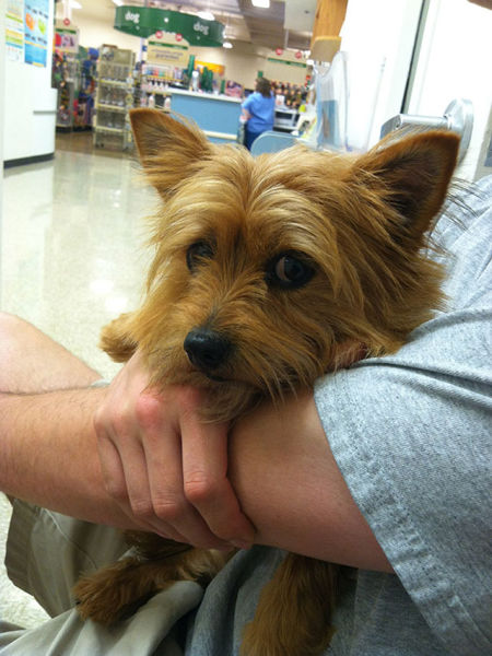 Pets Really Don’t Enjoy Visits to the Vet