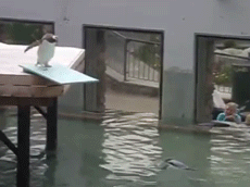 GIFs of Classic Daily Life Experiences