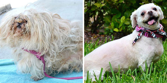 Incredible Transformation Pics of Rescued Dogs