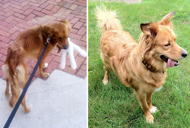 Incredible Transformation Pics of Rescued Dogs