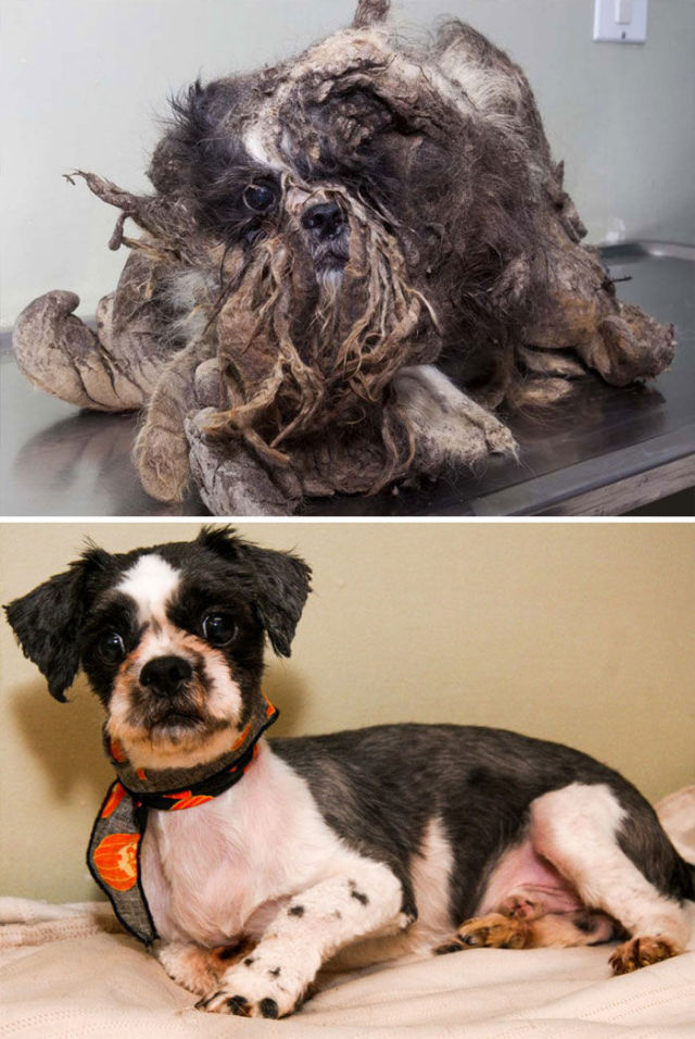 Incredible Transformation Pics Of Rescued Dogs 16 Pics