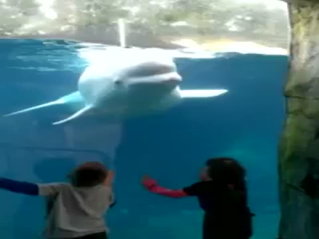Playful Beluga Whale Scares Kids  (VIDEO)