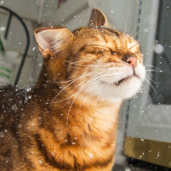 Classic Cat Reactions to Their First Experience of the Outdoors