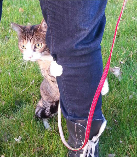 Classic Cat Reactions to Their First Experience of the Outdoors