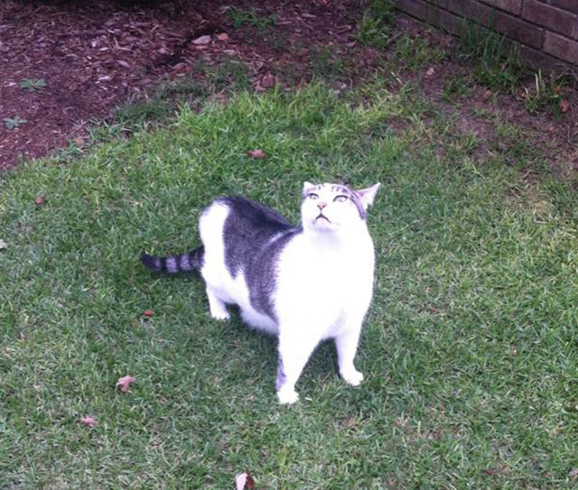Classic Cat Reactions to Their First Experience of the Outdoors Classic Cat Reactions to Their First Experience of the Outdoors