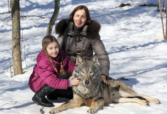 The Family Who Are Really Living with Wolves