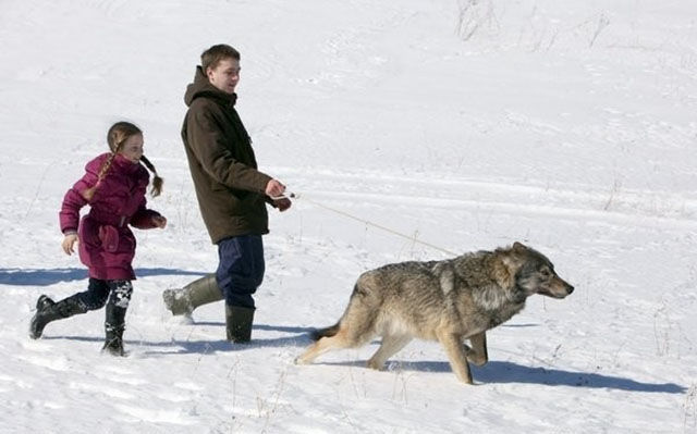 The Family Who Are Really Living with Wolves