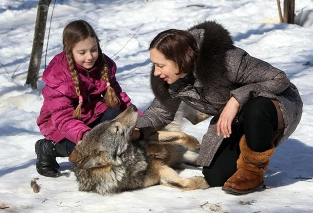 The Family Who Are Really Living with Wolves