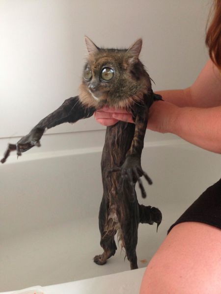 The Oddest Looking Wet Cat Ever