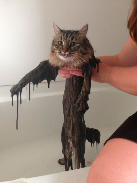 The Oddest Looking Wet Cat Ever