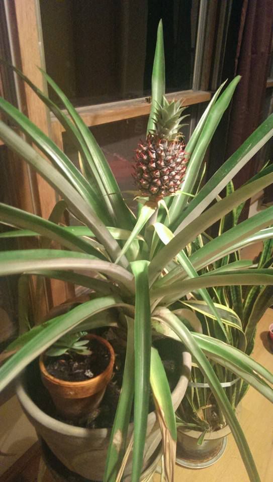 A Couple Who Grew a Pineapple from Scratch