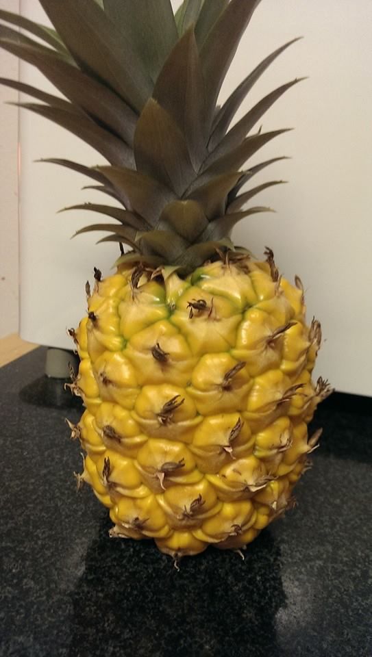 A Couple Who Grew a Pineapple from Scratch