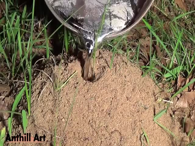 How to Make a Cast of an Ant Colony Using Molten Aluminium