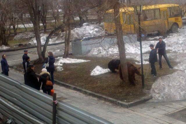 Bears Often Walk the Streets in Russia