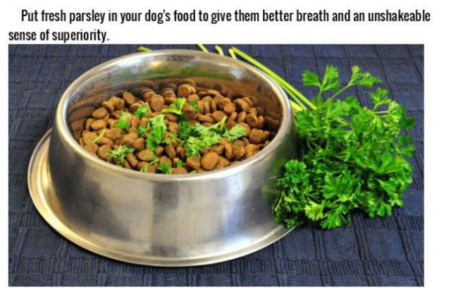 Smart Tricks for Dog Owners
