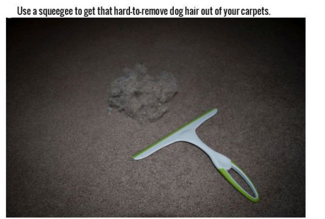 Smart Tricks for Dog Owners