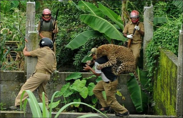 A Wild Leopard Attacks Innocent Bystanders in India