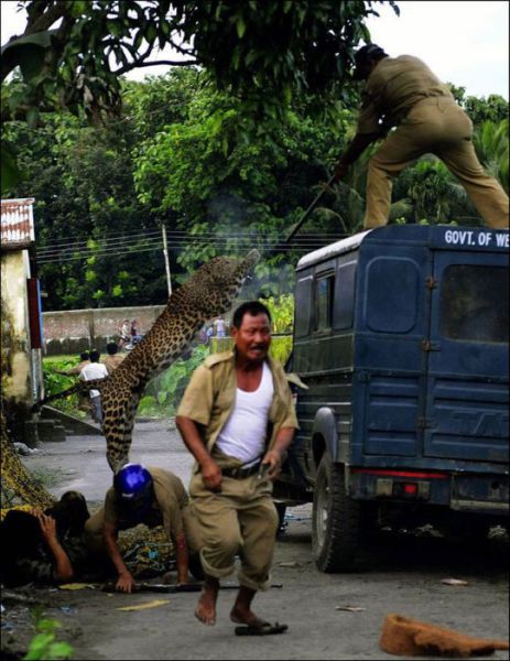 A Wild Leopard Attacks Innocent Bystanders in India