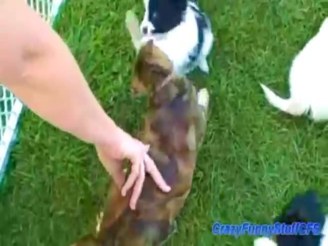 Cats Getting Tormented by Puppies