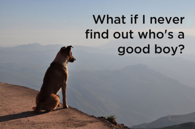 What Your Dog Secretly Thinks about Life