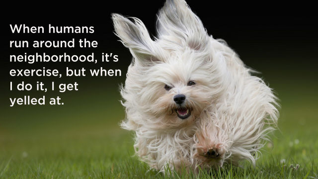What Your Dog Secretly Thinks about Life