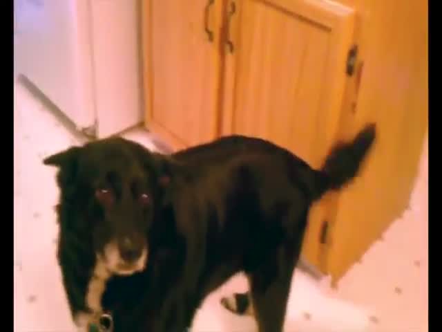 Talking Dog Performs a Classic Dog Trick  (VIDEO)