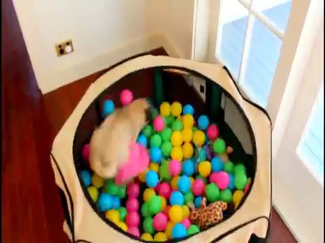 A Pug Who Can’t Resist the Fun of a Ball Pit  (VIDEO)