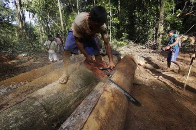 Amazonian Citizens Fight Back Against Loggers