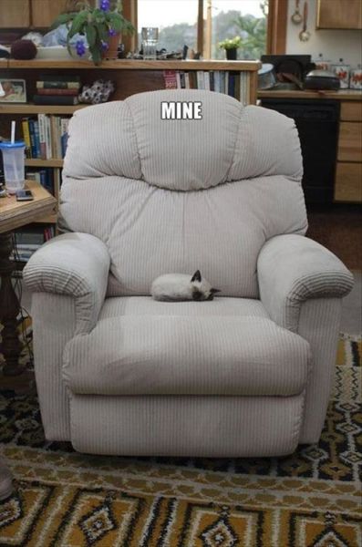 Cat Lovers Will Totally Get This!