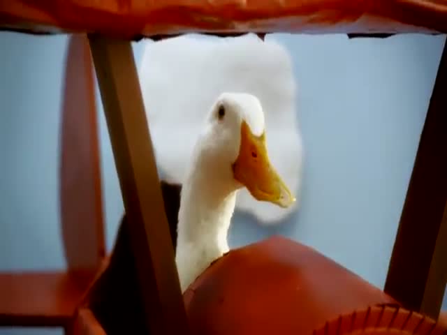 The 'DuckTales' Opening Theme with Real Ducks 