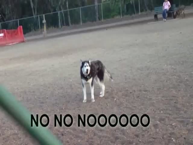 Husky Doesn't Want to Leave the Dog Park  (VIDEO)