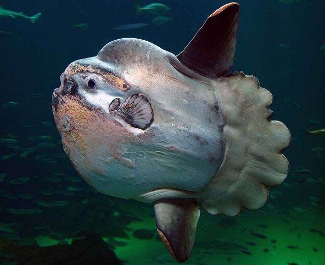 Some of the Many Unusual and Bizarre Creatures of the Sea
