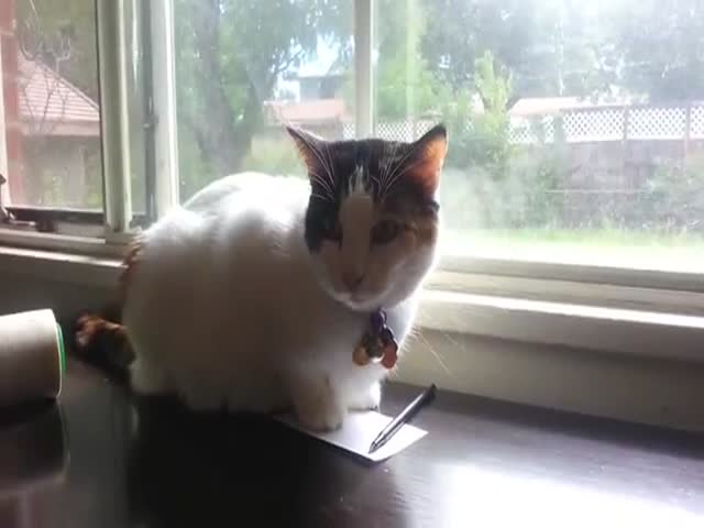 How to Torture an Indoor Cat  (VIDEO)