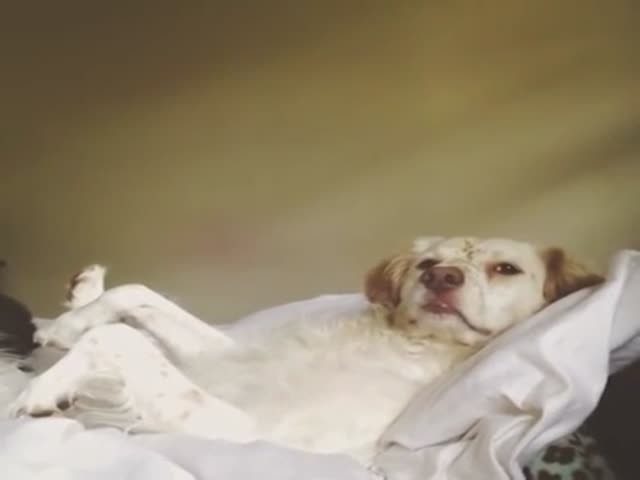 Who's the Best Dog in the World?  (VIDEO)