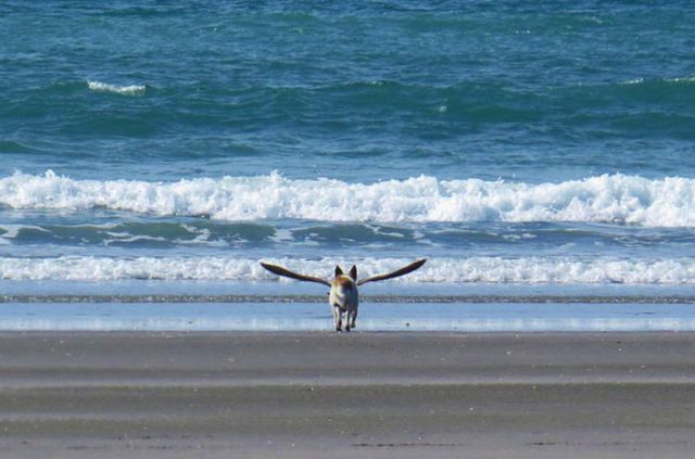 Dogs Who Have Impeccable Timing