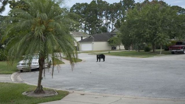 This Bear Found a Comfy Spot to Relax and Unwind in the Suburbs
