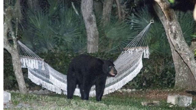 This Bear Found a Comfy Spot to Relax and Unwind in the Suburbs