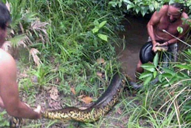Guy Catches a Massive Anaconda Snake While Fishing