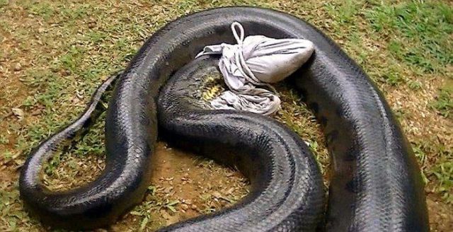 Guy Catches a Massive Anaconda Snake While Fishing