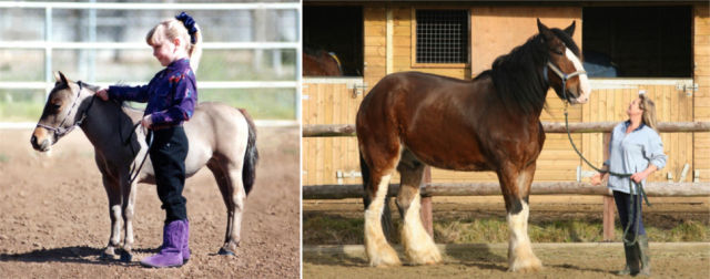 The Staggering Size Differences between Animals of the Same Families