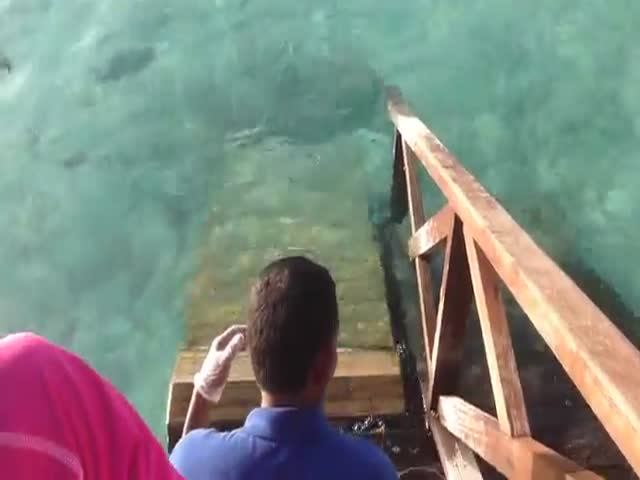 Hungry Stingray Jumps onto Ramp for Food  (VIDEO)