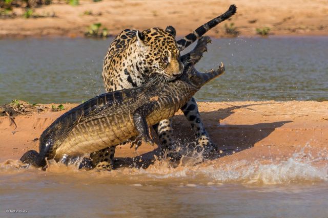 Stunning Entries to the 2014 Wildlife Photographer of the Year Contest