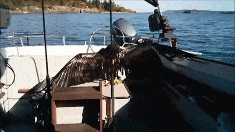Bald Eagle Rescued from the Middle of a Lake